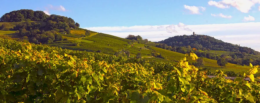 Blick auf die Weinberge der Hessischen Bergstraße mit der Starkenburg